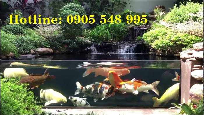 Thiết kế thi c&ocirc;ng hồ c&aacute; Koi tại Bu&ocirc;n Hồ